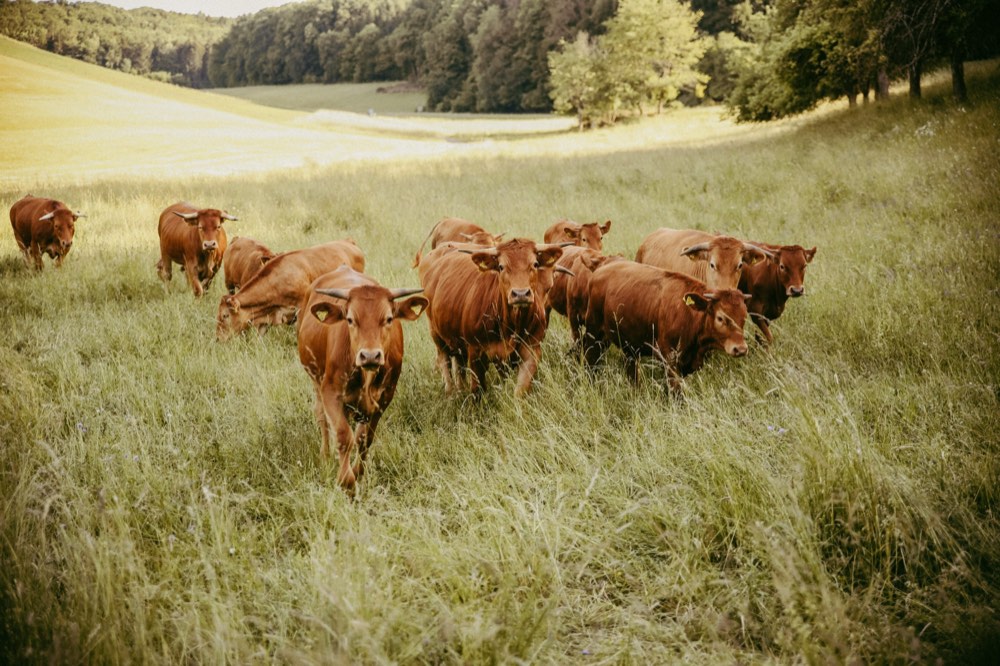 Herde Limpurger Rinder im hohen Gras auf der Weide in Hohenlohe
